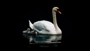 The picture shows a mother swan swimming with her babies. This represents the idea of established accounting and finance professionals teaching students about the field.